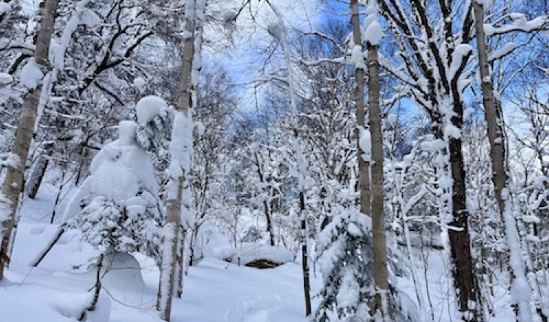 Arbres enneigés dans le parc du Massif du Sud au Québec.